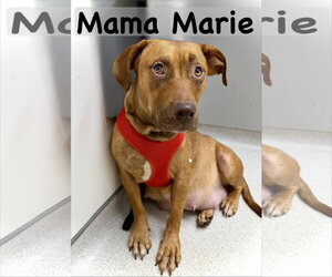 Staffordshire Bull Terrier-Unknown Mix Dogs for adoption in Holly Springs, NC, USA