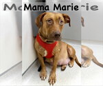 Small Staffordshire Bull Terrier Mix