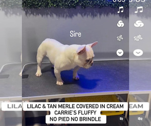 Father of the French Bulldog puppies born on 05/09/2025