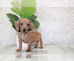 Small Dachshund