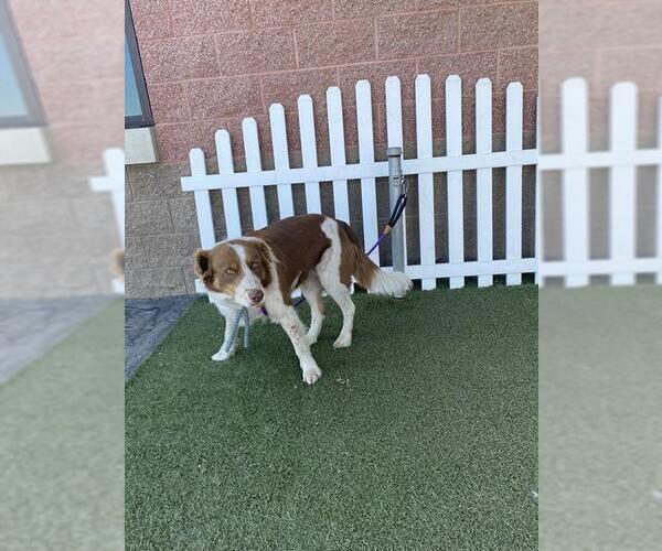 Medium Photo #1 Border Collie Puppy For Sale in Modesto, CA, USA