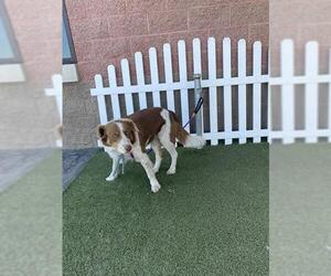 Border Collie Dogs for adoption in Modesto, CA, USA