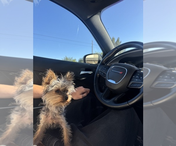 Medium Photo #1 Yorkshire Terrier Puppy For Sale in GILBERT, AZ, USA