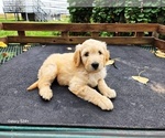Small #1 Goldendoodle