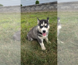 Siberian Husky Puppy for sale in GOSHEN, IN, USA