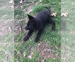 Small Photo #10 German Shepherd Dog Puppy For Sale in FORDLAND, MO, USA