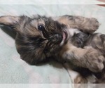 Small #2 Maltipom