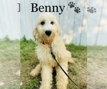 Small Photo #12 Miniature Bernedoodle Puppy For Sale in COOKEVILLE, TN, USA