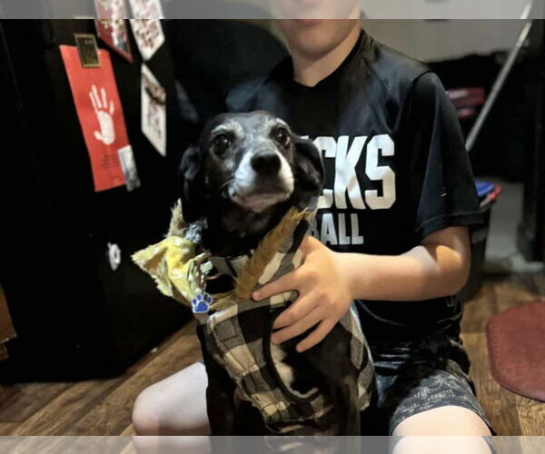 Medium Photo #5 Jack-A-Bee Puppy For Sale in Princeton, MN, USA