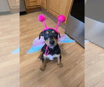 Small Doberman Pinscher Mix