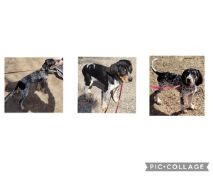 Bluetick Coonhound Puppy for sale in BELLE PLAINE, IA, USA