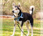 Small #3 Huskies  Mix