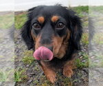 Small #2 Dachshund