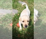 Small Photo #14 Labrador Retriever Puppy For Sale in ST PETERSBURG, FL, USA