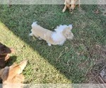 Small Photo #1 Dachshund Puppy For Sale in COWETA, OK, USA