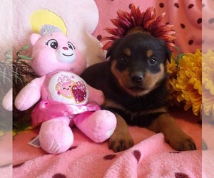 Rottweiler Puppy for sale in CASSVILLE, MO, USA