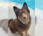Small Photo #3 Australian Shepherd-Unknown Mix Puppy For Sale in Canton, CT, USA