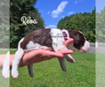 Puppy Reba English Springer Spaniel