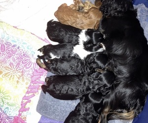 Cavalier King Charles Spaniel Puppy for sale in HUDSONVILLE, MI, USA