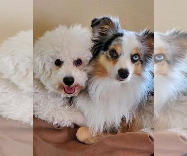 Medium Photo #5 Bichon Frise-Miniature Australian Shepherd Mix Puppy For Sale in NORTON, KS, USA