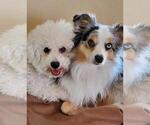 Small #4 Bichon Frise-Miniature Australian Shepherd Mix