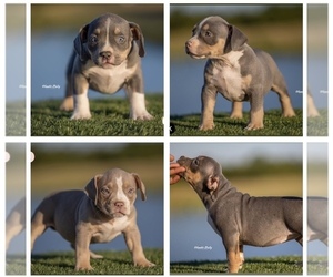 American Bully Puppy for Sale in ADDISON, Texas USA