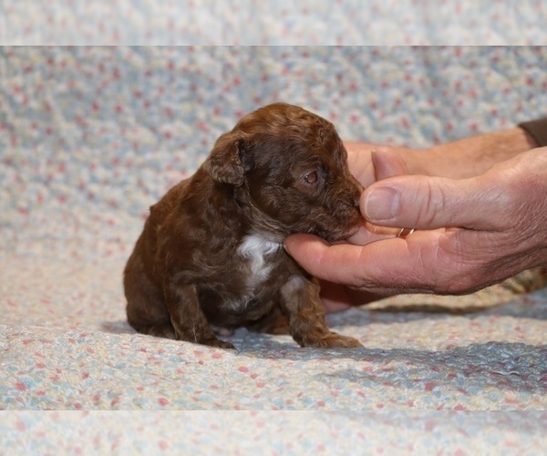 Medium Photo #6 Poodle (Toy) Puppy For Sale in DYERSBURG, TN, USA