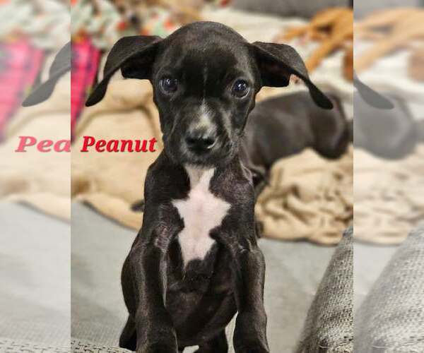 Medium Photo #1 Labrador Retriever-Unknown Mix Puppy For Sale in Sheboygan, WI, USA