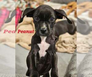 Labrador Retriever-Unknown Mix Dogs for adoption in Sheboygan, WI, USA
