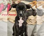 PEANUT - NUT LITTER - Male Labrador Retriever-Unknown Mix Dog for Adoption - Small photo