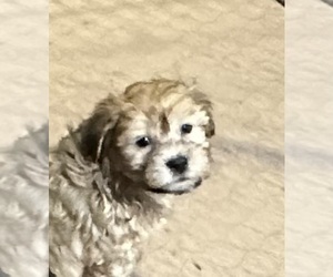 Shih-Poo Puppy for sale in GLOUCESTER, VA, USA