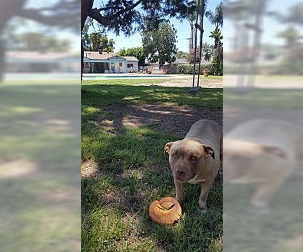 Medium Photo #1 Mutt Puppy For Sale in Dana Point, CA, USA