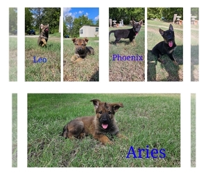 German Shepherd Dog Puppy for sale in KELLER, TX, USA