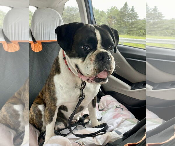 Medium Photo #1 Boxer Puppy For Sale in Dumont, NJ, USA