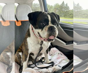Boxer Dogs for adoption in Dumont, NJ, USA