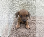 Small #16 Chiweenie-Jack Russell Terrier Mix