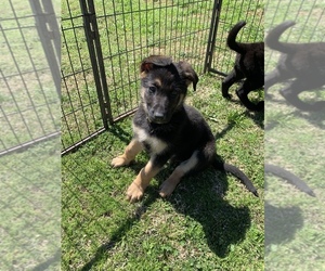 German Shepherd Dog Puppy for sale in HOPE, AR, USA