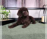 Small #2 Labradoodle