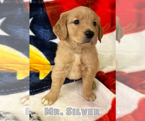 Golden Retriever Puppy for sale in BRANDON, FL, USA