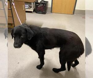 Labrador Retriever-Unknown Mix Dogs for adoption in Modesto, CA, USA