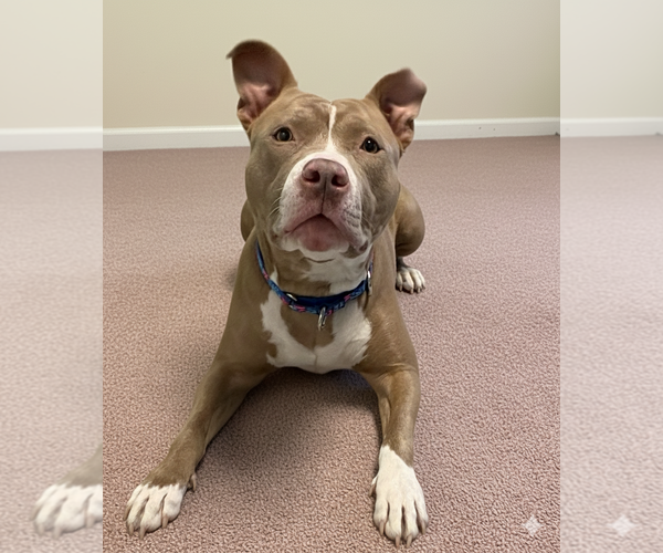 Medium Photo #3 American Pit Bull Terrier-Unknown Mix Puppy For Sale in Spring Lake, NJ, USA