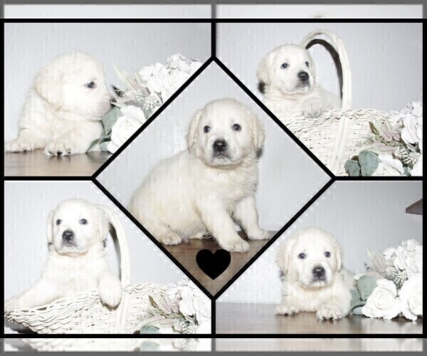 Medium Photo #16 English Cream Golden Retriever-Labrador Retriever Mix Puppy For Sale in FORT COLLINS, CO, USA
