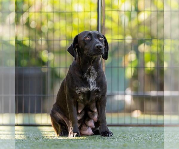 Medium Photo #3 Dachshund-Unknown Mix Puppy For Sale in San Diego, CA, USA