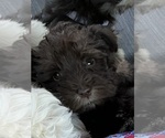 Puppy Puppy 2 Schnauzer (Miniature)