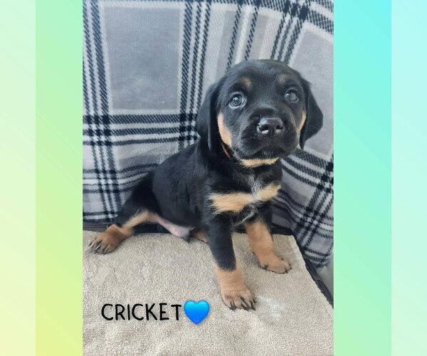 Medium Photo #2 Coonhound-Unknown Mix Puppy For Sale in Clinton , MI, USA