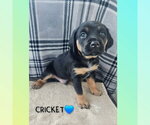 Small #1 Coonhound Mix