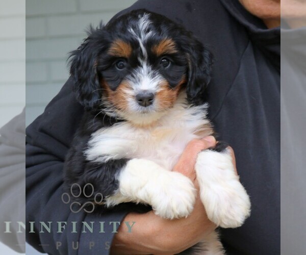 Medium Photo #4 Bernedoodle (Miniature) Puppy For Sale in NARVON, PA, USA