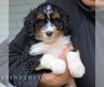 Small #3 Bernedoodle (Miniature)