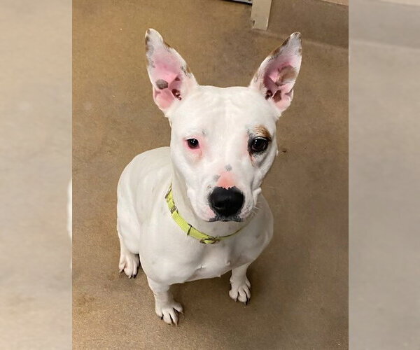 Medium Photo #1 Mutt Puppy For Sale in Sacramento, CA, USA