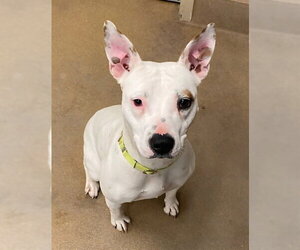 Mutt Dogs for adoption in Sacramento, CA, USA